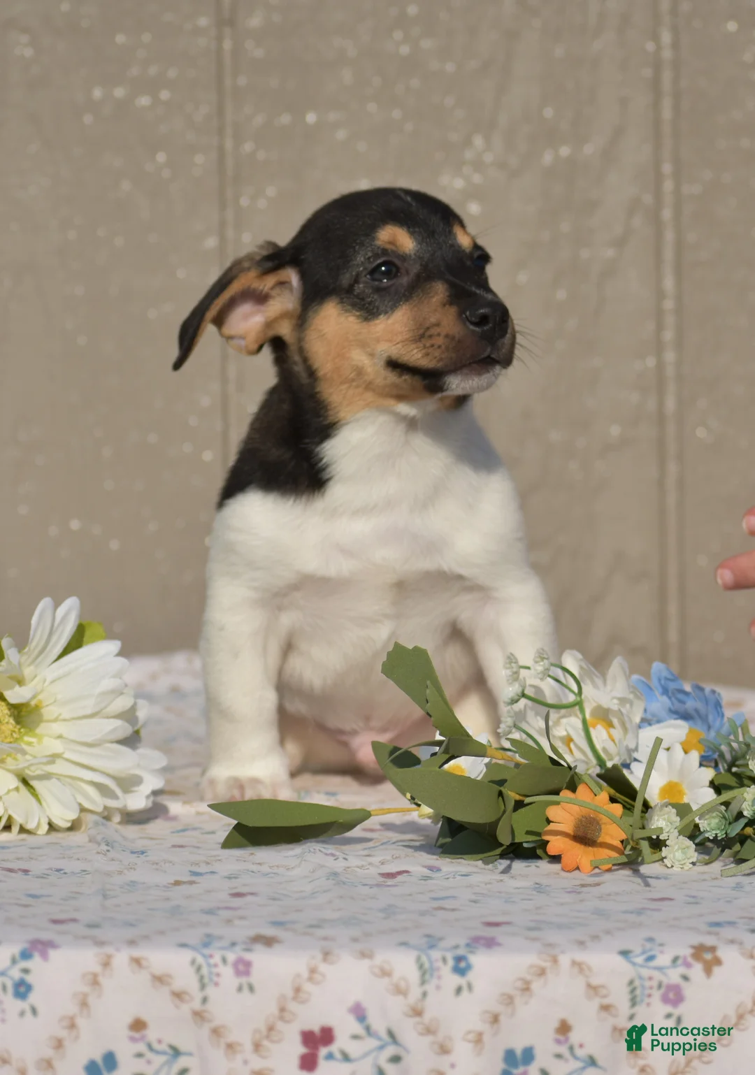 Jack Russell Terrier dogs for sale: Dander - Ad 1