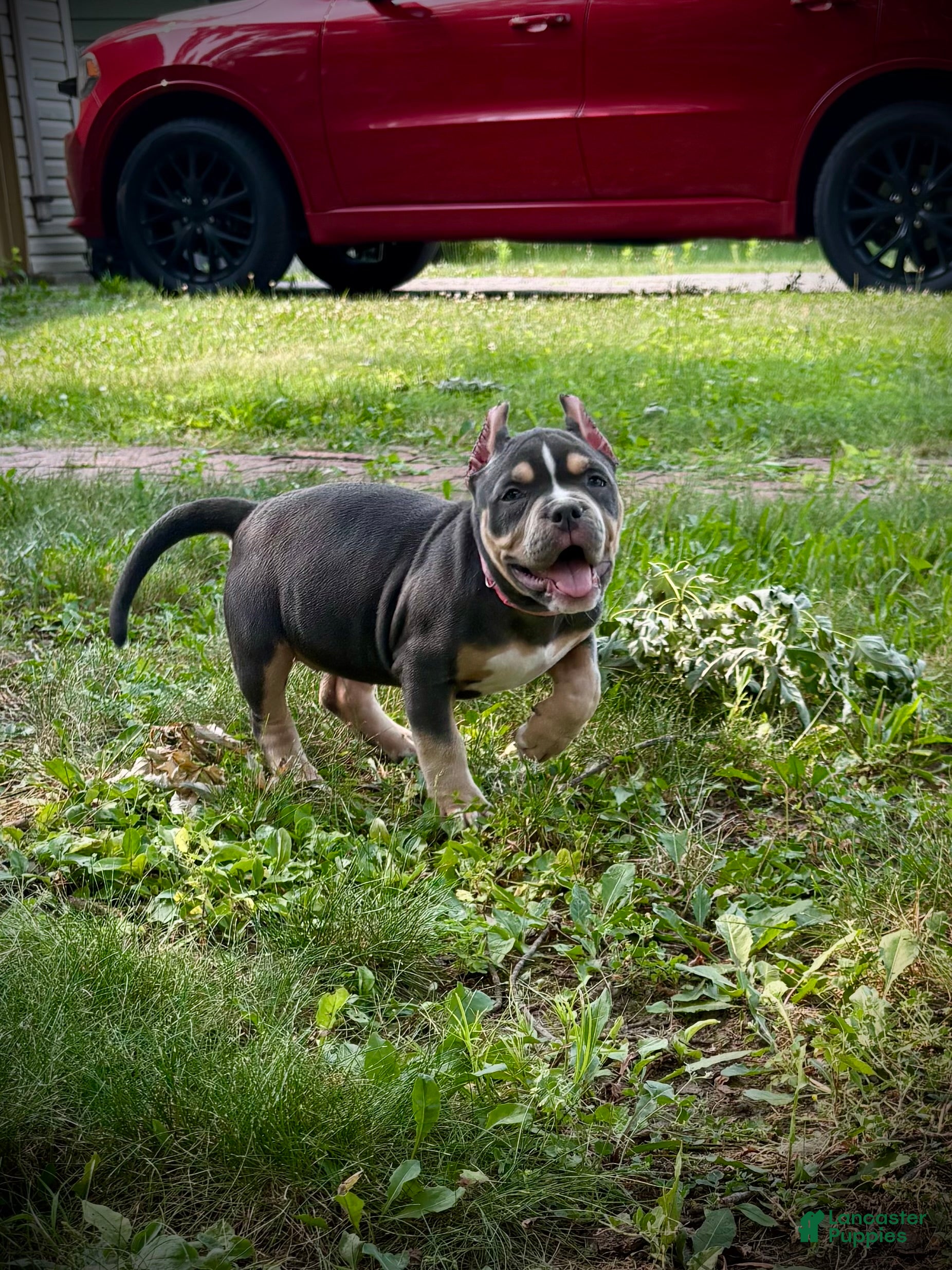 American Bully dogs for sale: Duchess - Ad 3