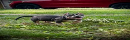 American Bully dogs for sale: Duchess - Ad 1