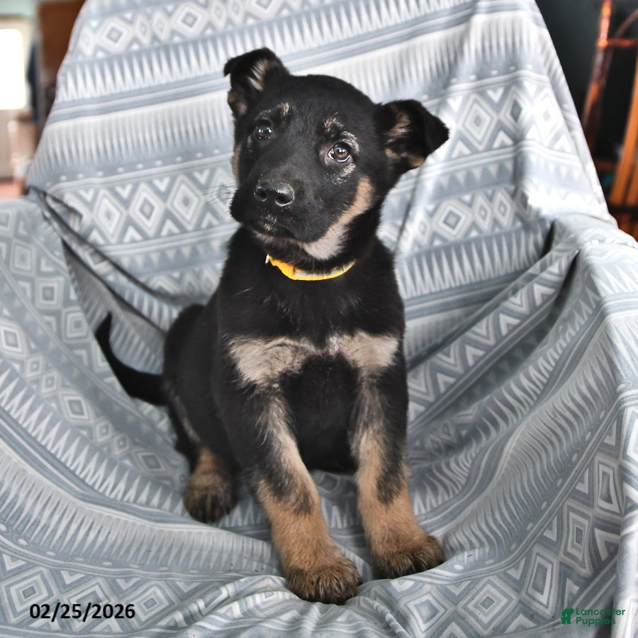 German Shepherd dogs Teresa - Ad 2