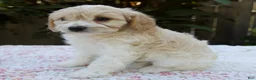 Cavapoo dogs for sale: Frankie - Ad 3