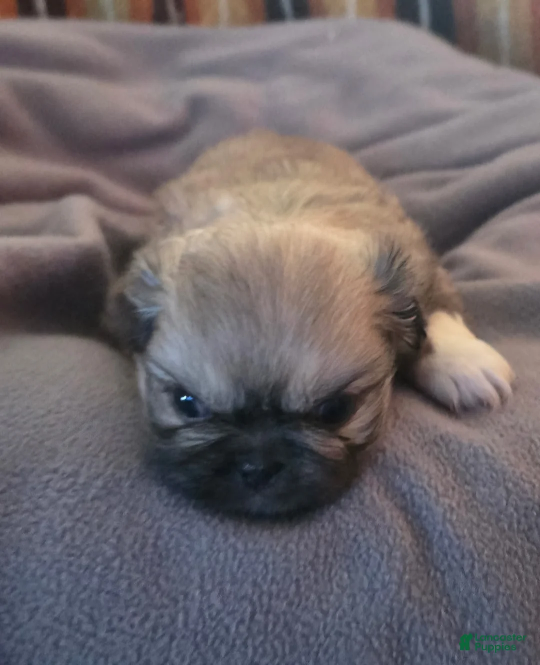 Pekingese dogs for sale:  Puppy 4 - Ad 1