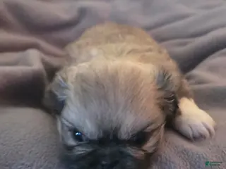 Pekingese dogs Puppy 4 - Ad 9
