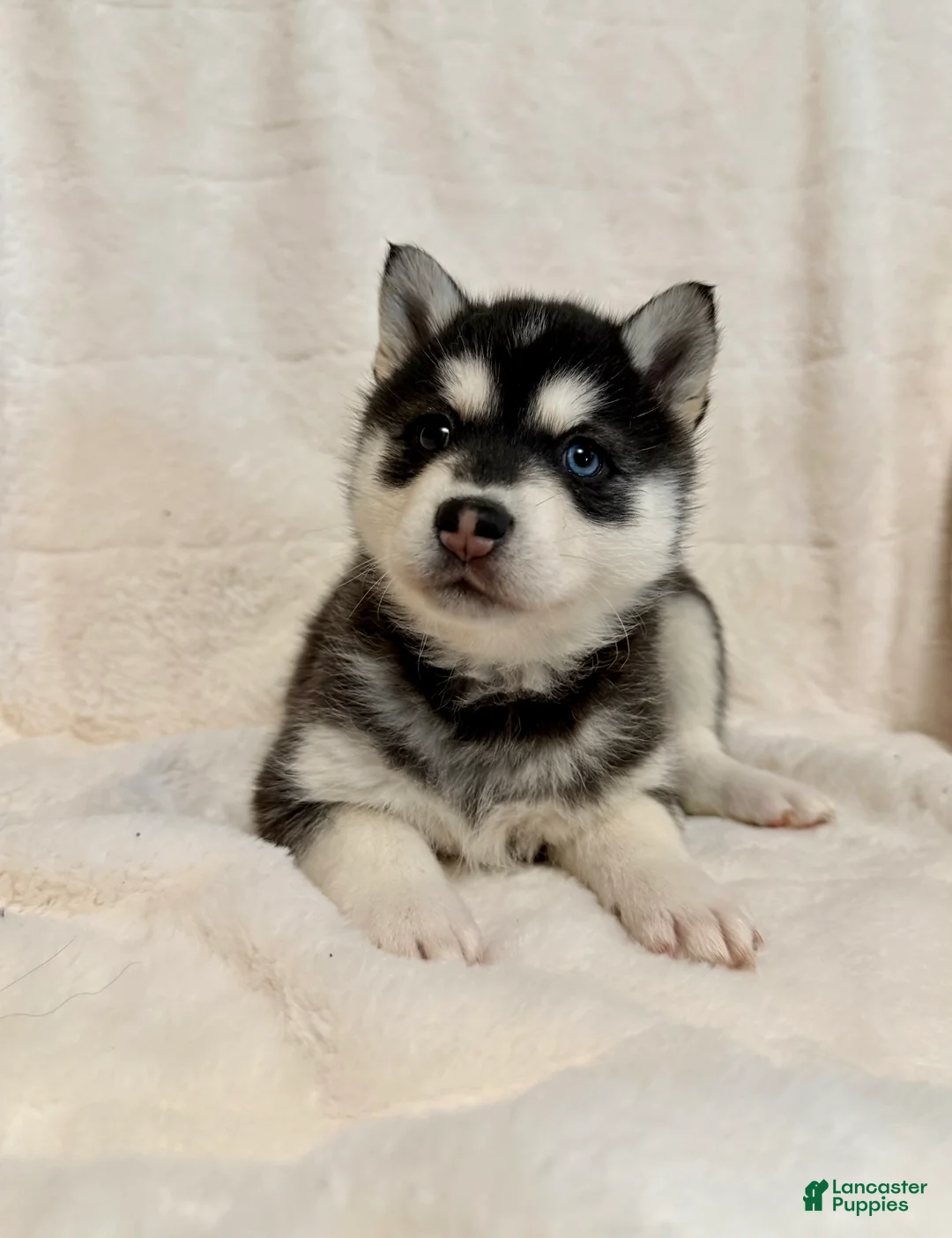 Alaskan Klee Kai dogs for sale: Winter - Ad 3
