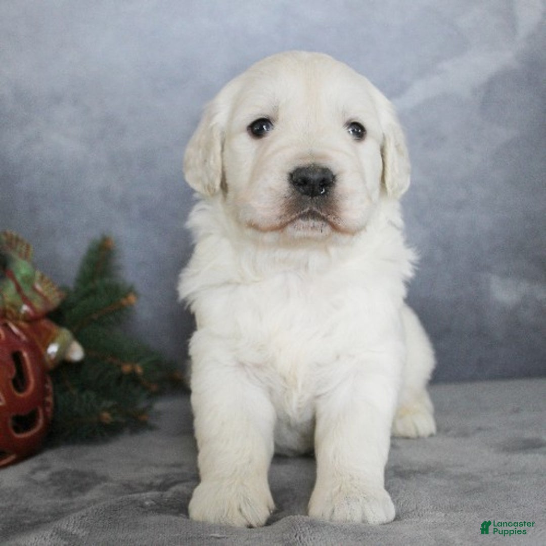 Golden Retriever dogs for sale: Alex - Ad 2