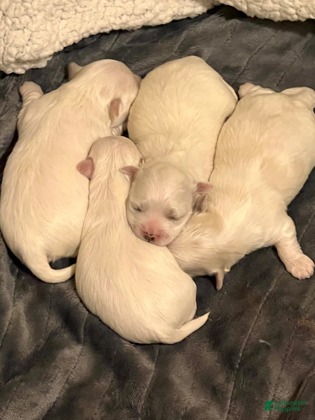 Maltese dogs for sale: Maltese Male Puppy 1 - Ad 2