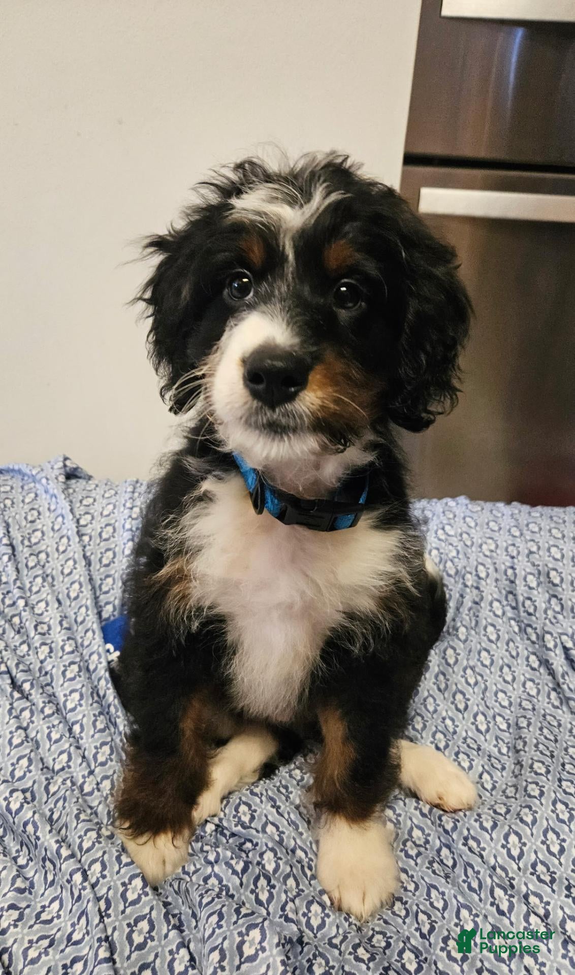 Mini Bernedoodle dogs Mini Bernedoodle 1 - Ad 2