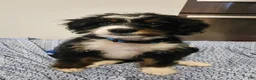 Mini Bernedoodle dogs for sale: Mini Bernedoodle 1 - Ad 2