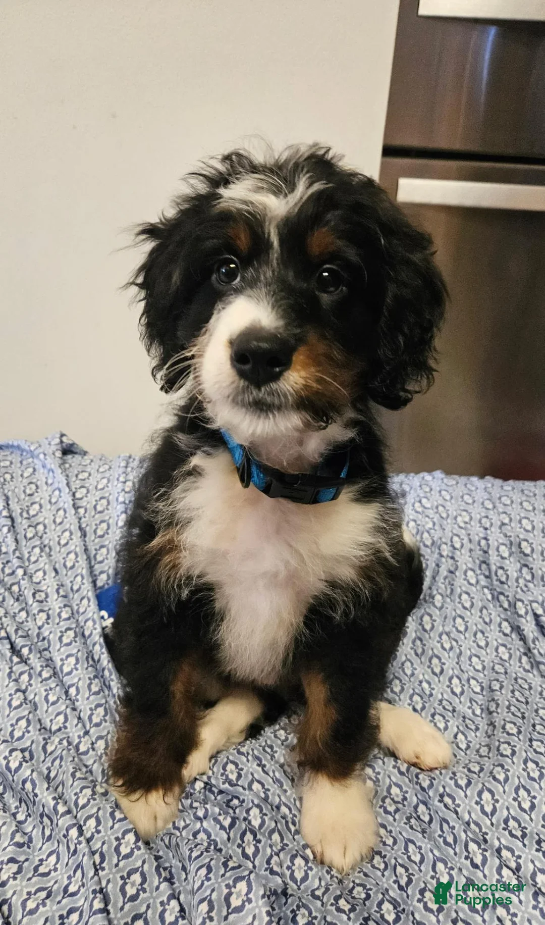 Mini Bernedoodle dogs for sale: Mini Bernedoodle 1 - Ad 2