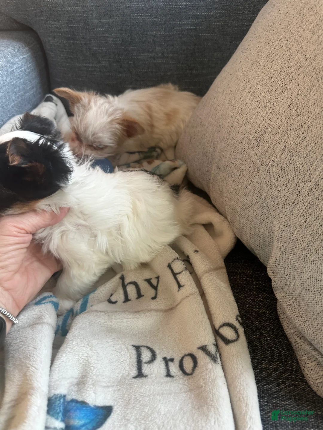 Yorkshire Terrier dogs for sale: AKC Glacierpaw - Ad 21