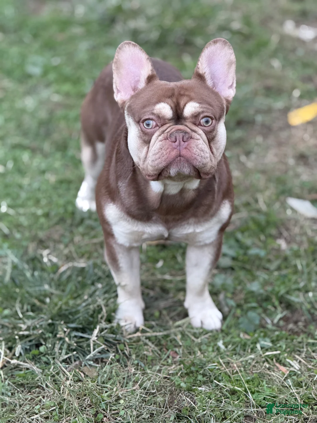 French Bulldog dogs for sale: French Bulldog Puppy 2 - Ad 7
