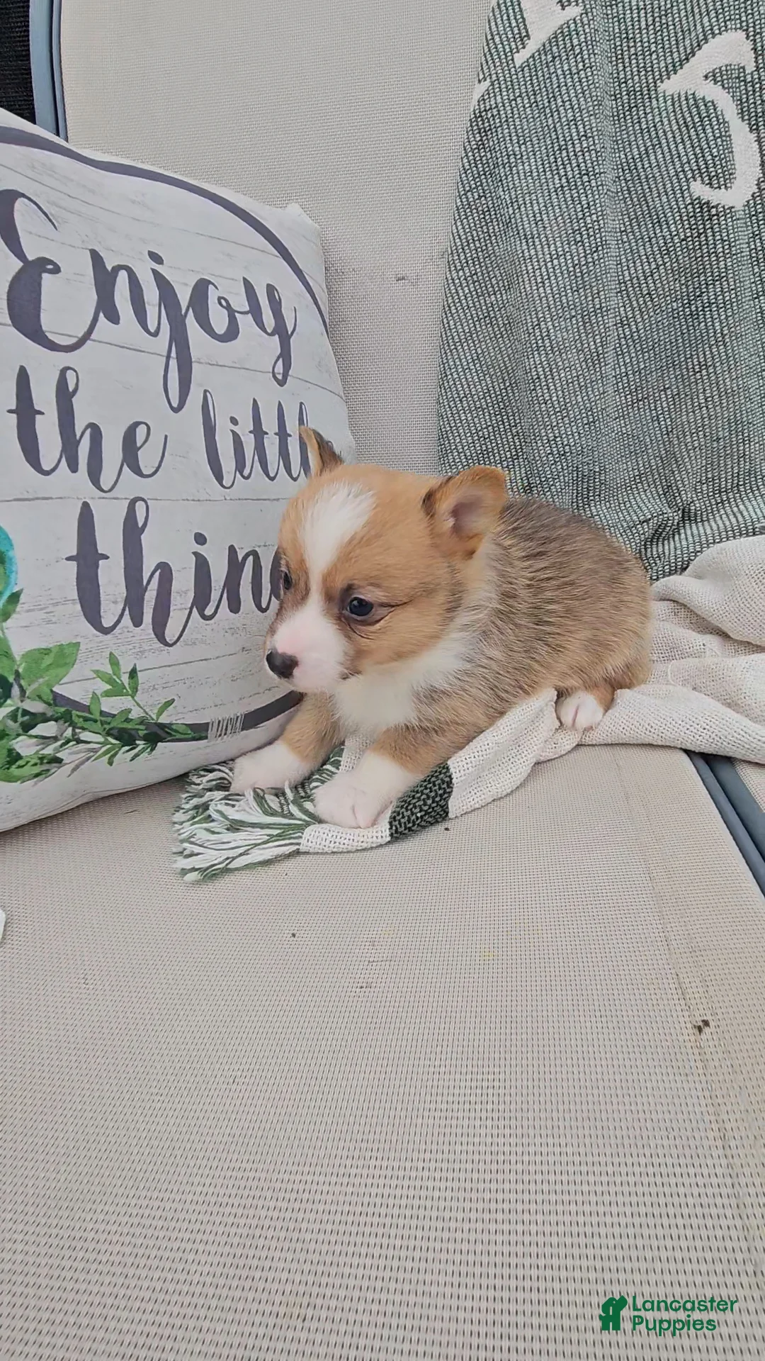 Mixed Breed dogs for sale: Reggie - Ad 4