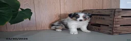 Australian Shepherd dogs for sale: Mickey - Ad 1