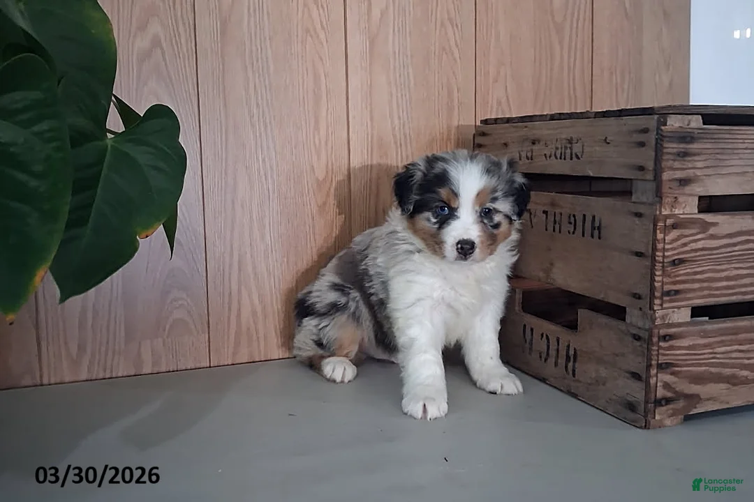 Australian Shepherd dogs for sale: Mickey - Ad 1