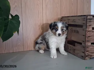 Australian Shepherd dogs Mickey - Ad 40