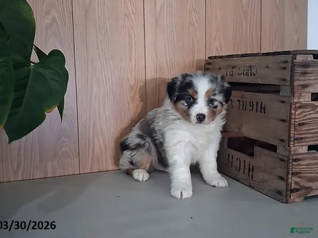 Australian Shepherd dogs for sale: Mickey - Ad 25