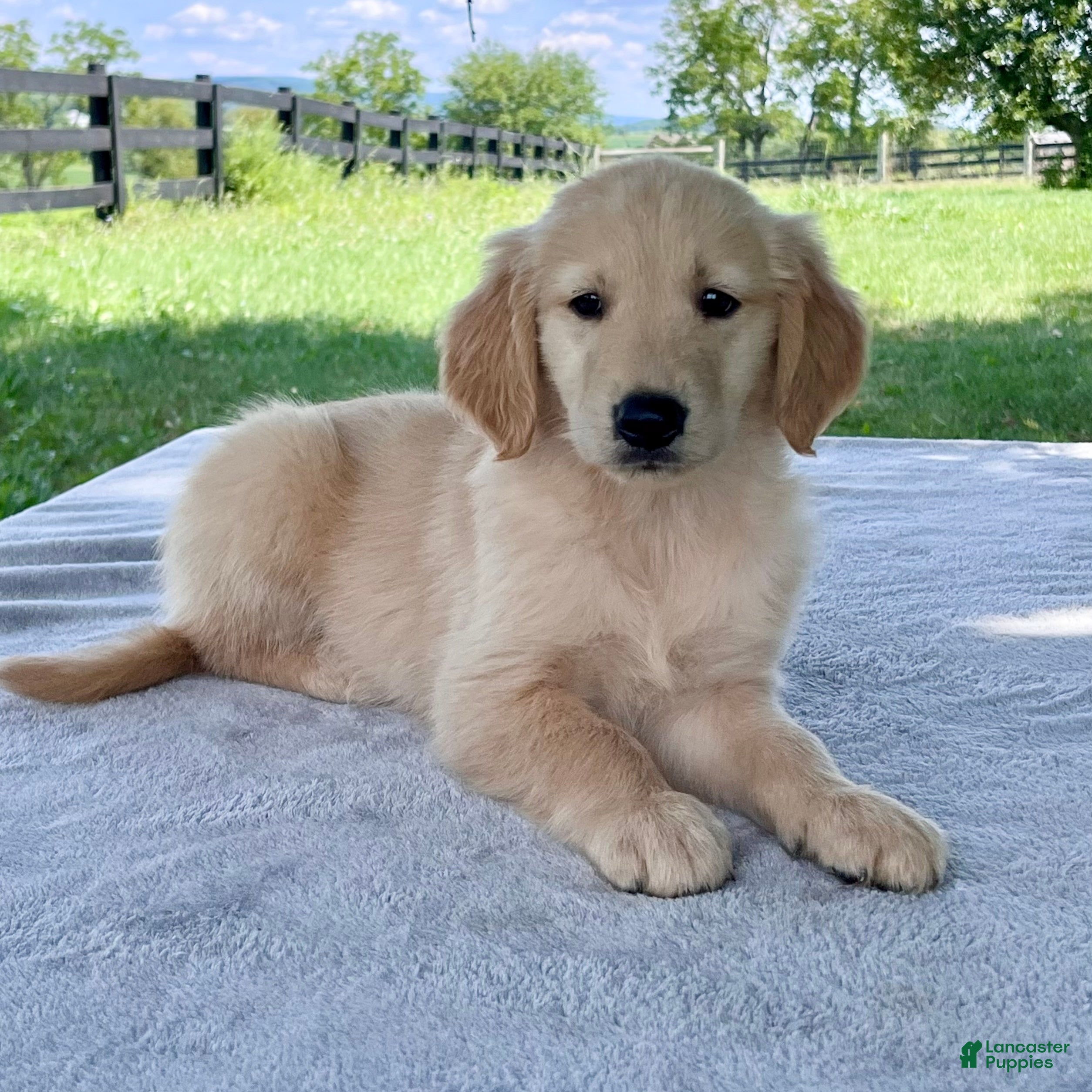 Golden Retriever dogs Domino - Ad 1
