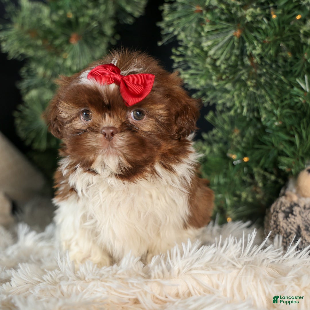 Shih Tzu dogs for sale: ROMEO - Ad 1