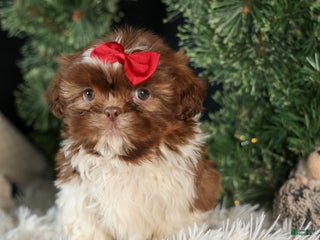 Shih Tzu dogs ROMEO - Ad 32