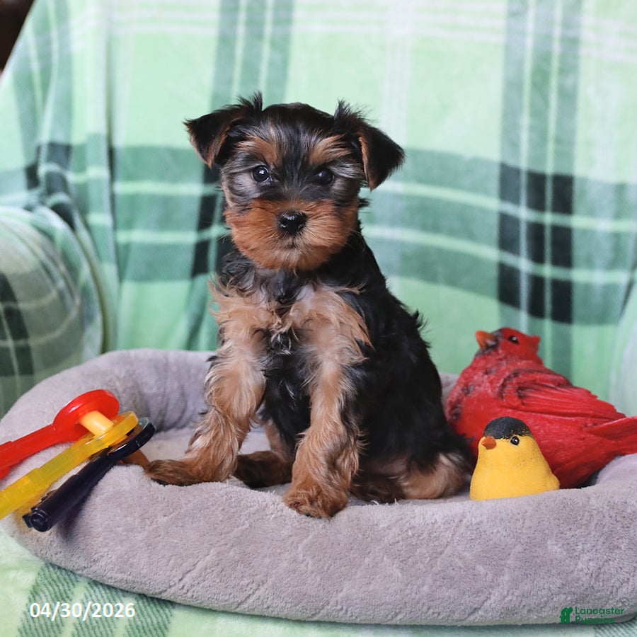 Yorkshire Terrier dogs Peanut  - Ad 2