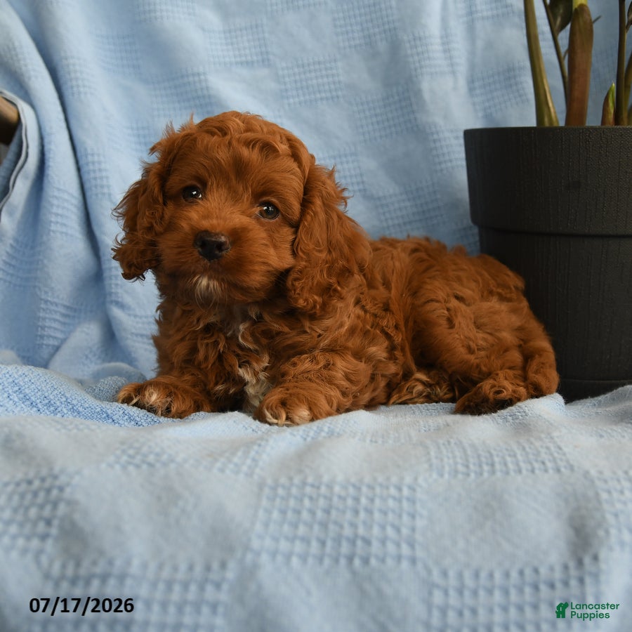 Cockapoo dogs Arthur - Ad 2