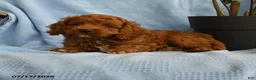 Cockapoo dogs for sale: Arthur - Ad 2