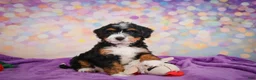 Mini Bernedoodle dogs for sale: Sandy - Ad 8