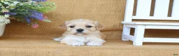 Cavachon dogs for sale: Tilly - Ad 6