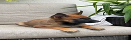 Belgian Malinois dogs for sale: Bridget - Ad 3