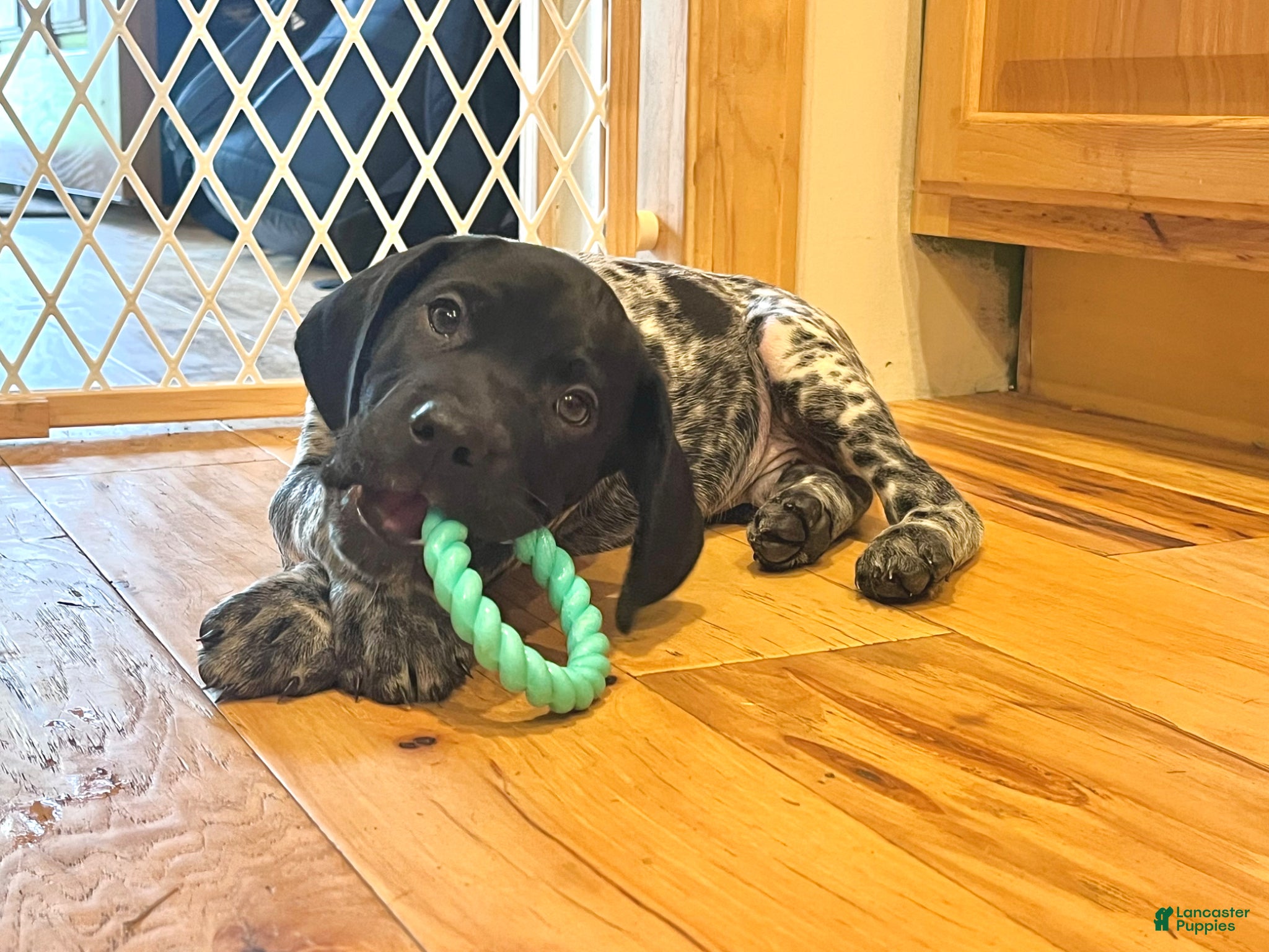 German Shorthaired Pointer dogs Walter - Ad 12