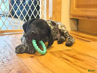 German Shorthaired Pointer dogs Walter - Ad 12