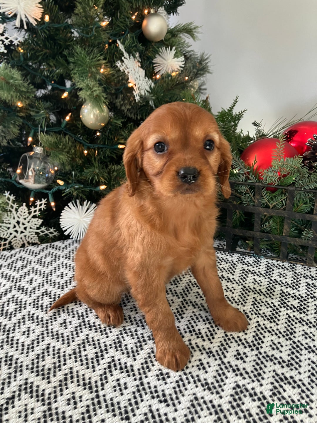Miniature Golden Retriever dogs for sale: Lucy - Ad 2