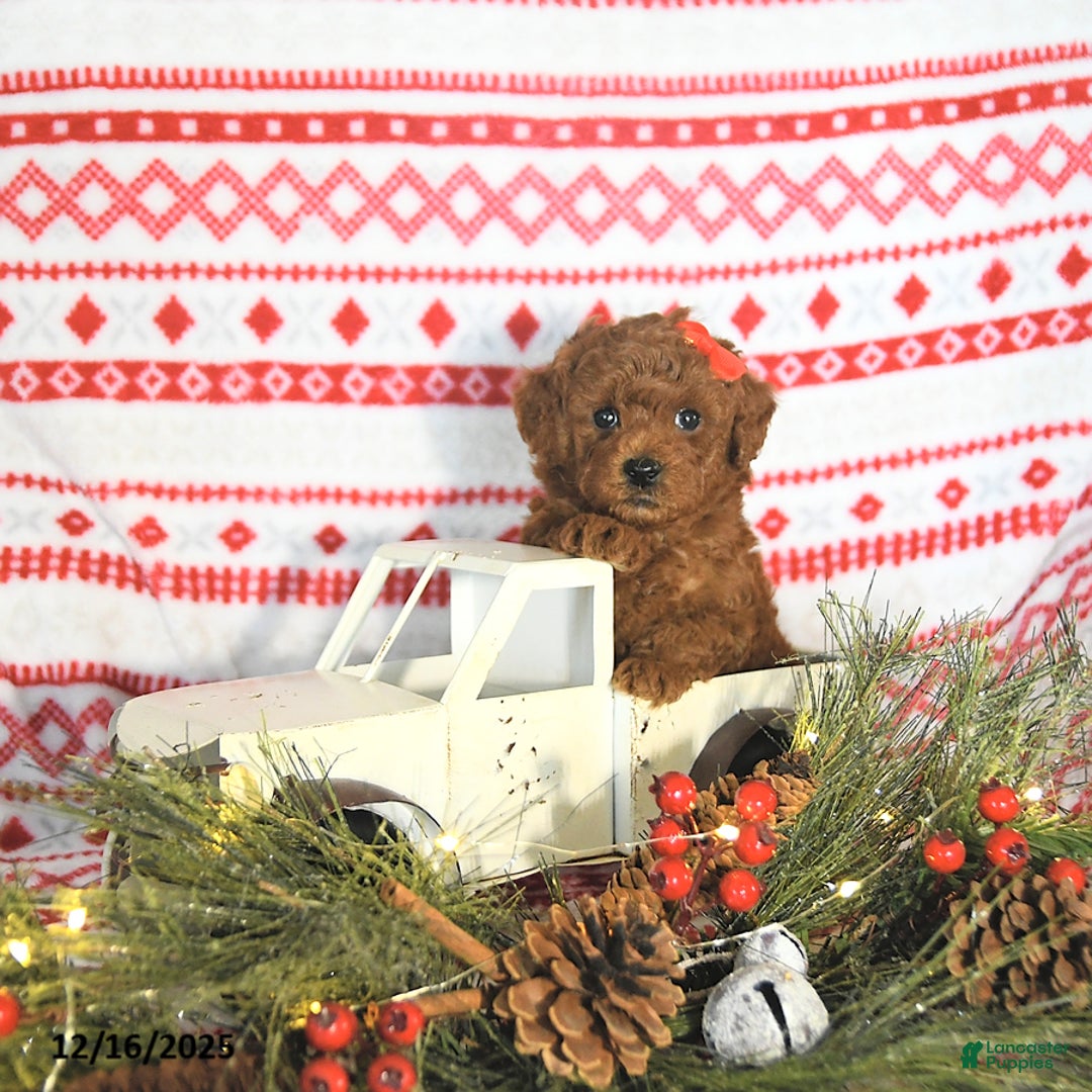 Toy Poodle dogs for sale: Maverick HOUSE RAISED - Ad 1