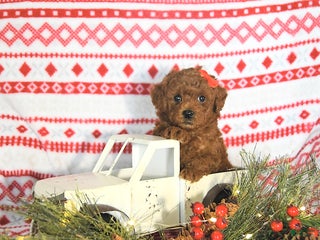 Toy Poodle dogs Maverick HOUSE RAISED - Ad 4