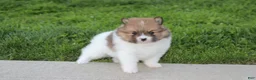 Pomeranian dogs for sale: Theo - Ad 1