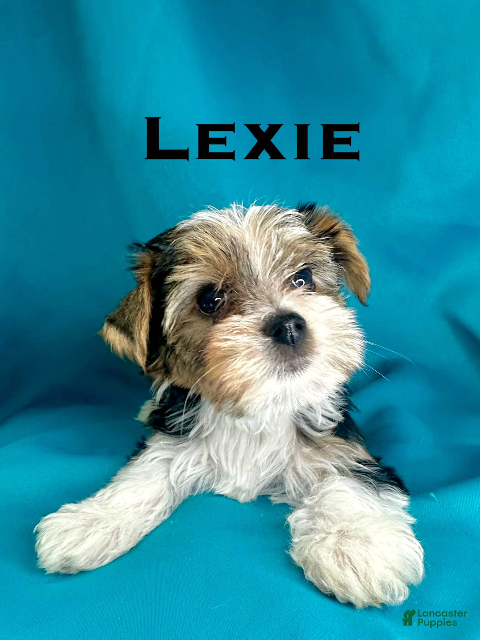 Biewer Terrier dogs Lexie - Ad 1