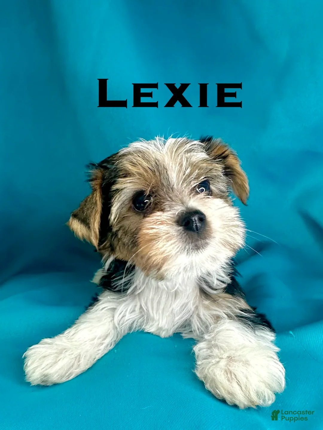 Biewer Terrier dogs for sale: Lexie - Ad 1