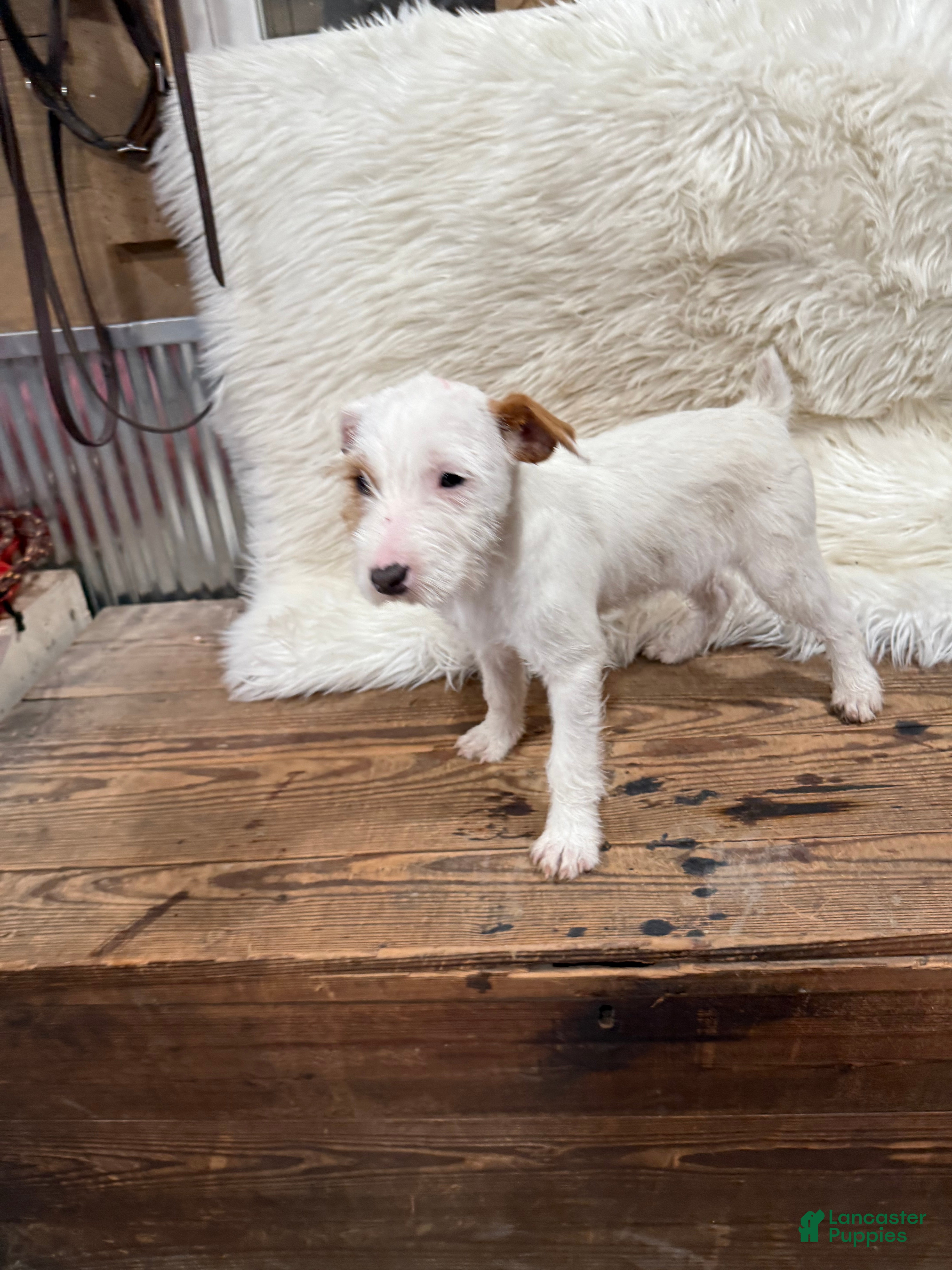 Jack Russell Terrier dogs Jrtca Cinderella  - Ad 2