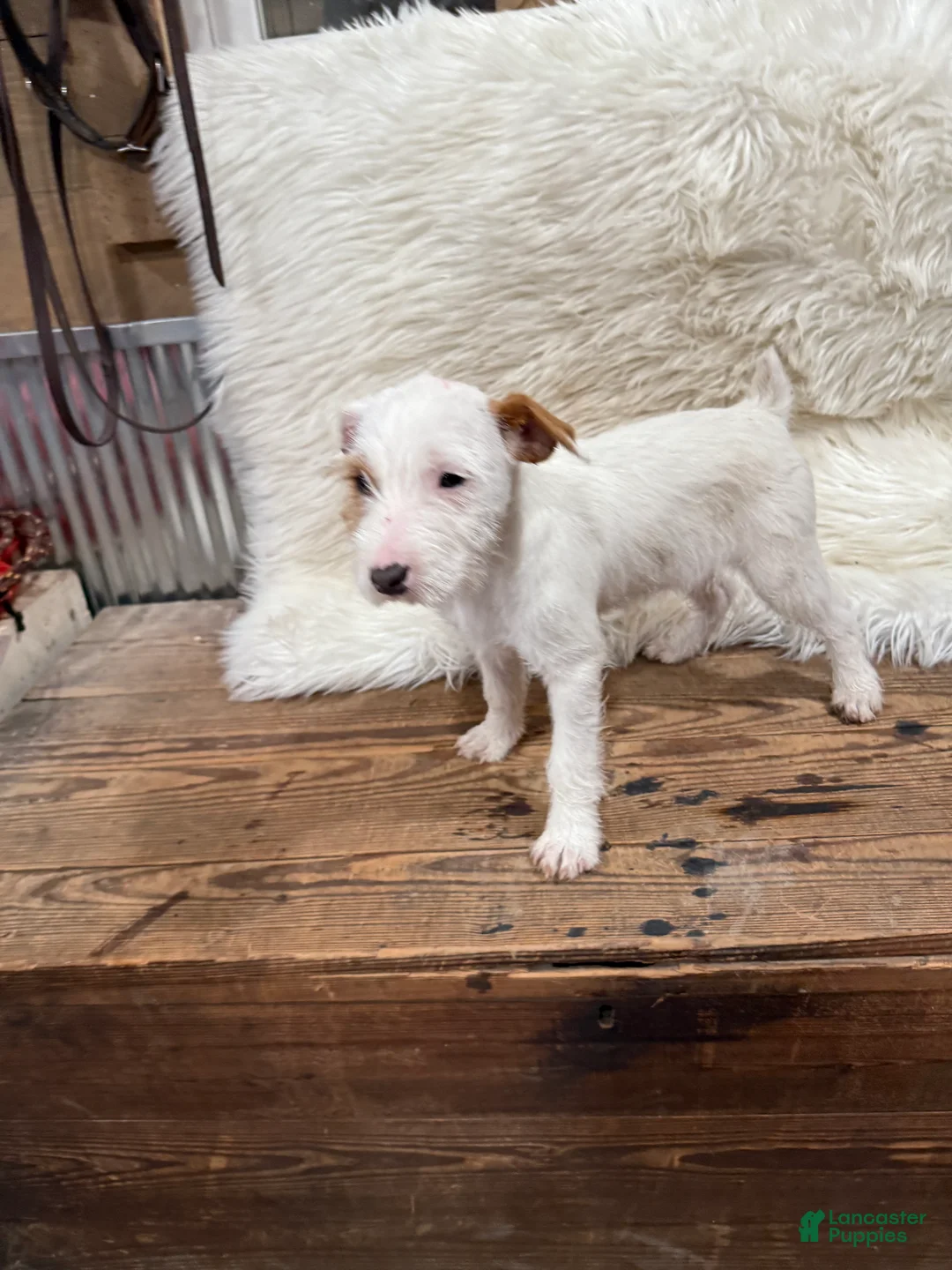 Jack Russell Terrier dogs for sale: Jrtca Cinderella  - Ad 2