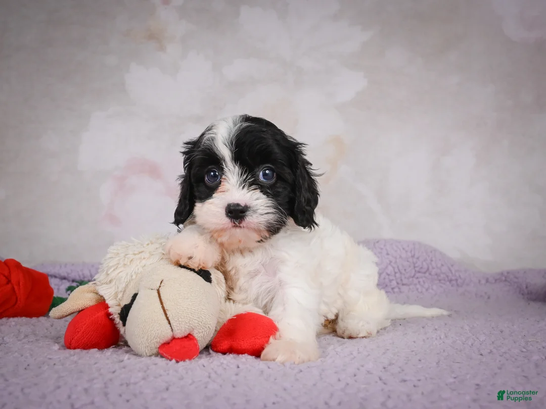 Cavapoo dogs for sale: Cavapoo 2 - Ad 11