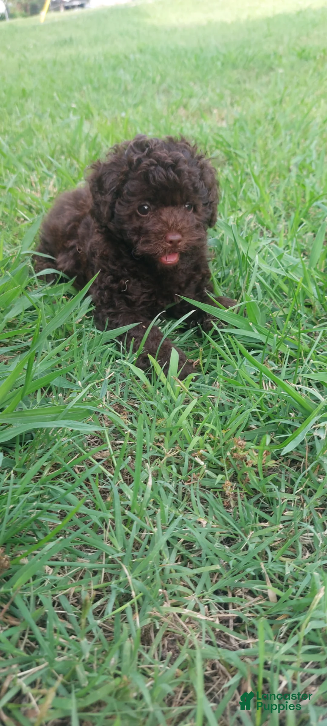 Toy Poodle dogs for sale: Godiva (Chocolate Phantom Female) - Ad 5