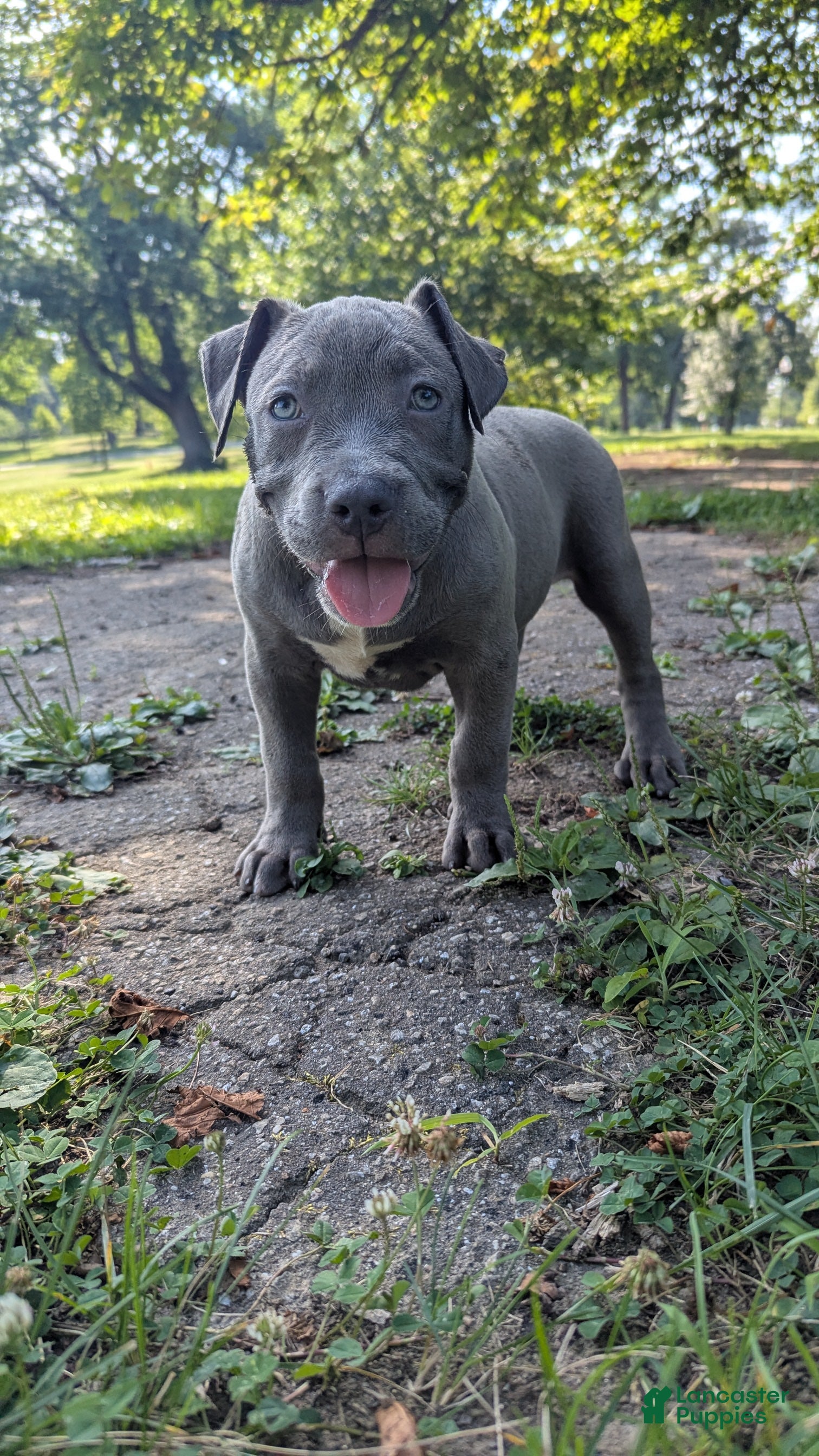 American Bully dogs G4 - Ad 2