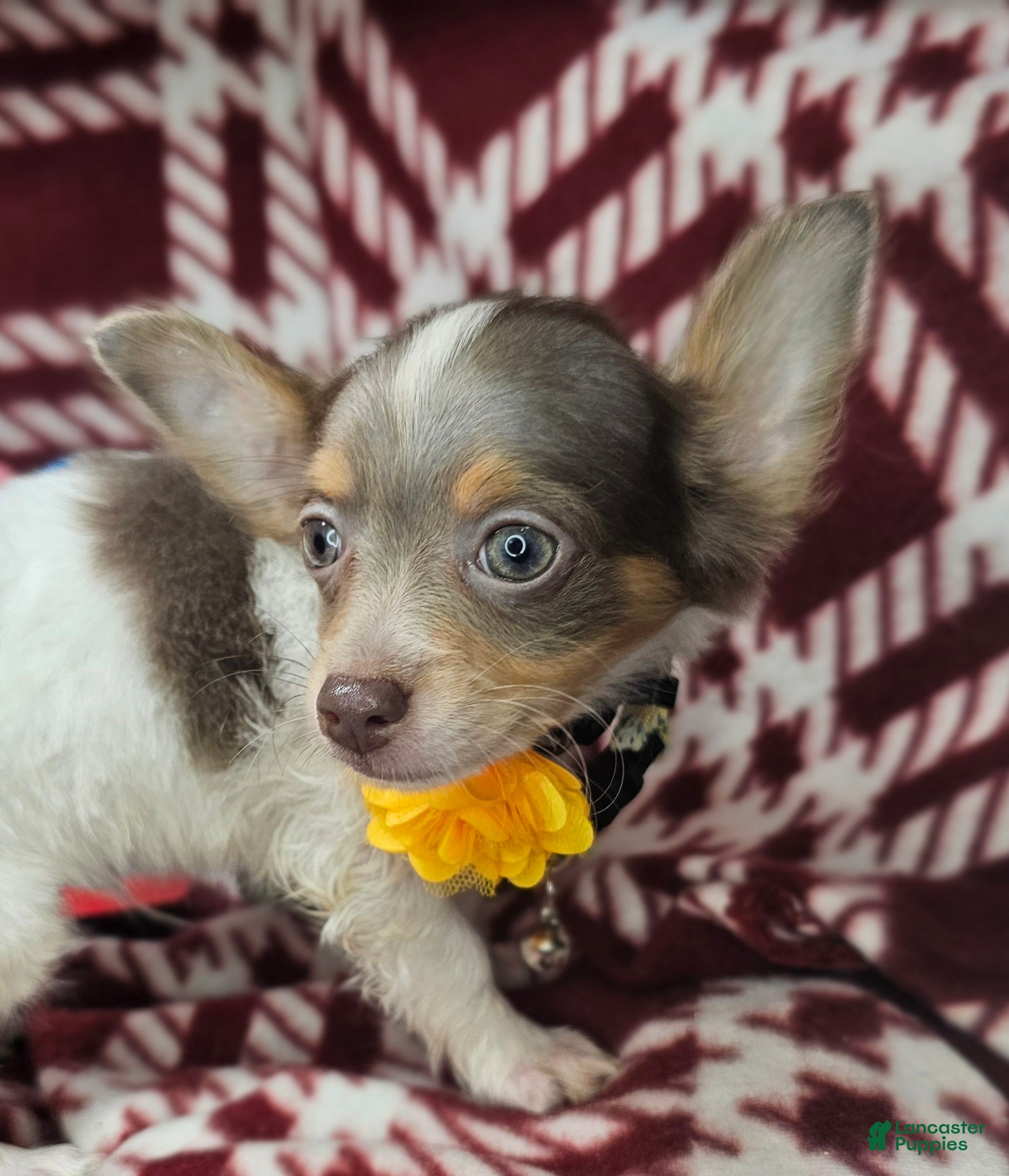 Chihuahua dogs Ali Babba (long-hair) - Ad 36