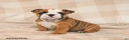 English Bulldog dogs for sale: Mandi - Ad 2