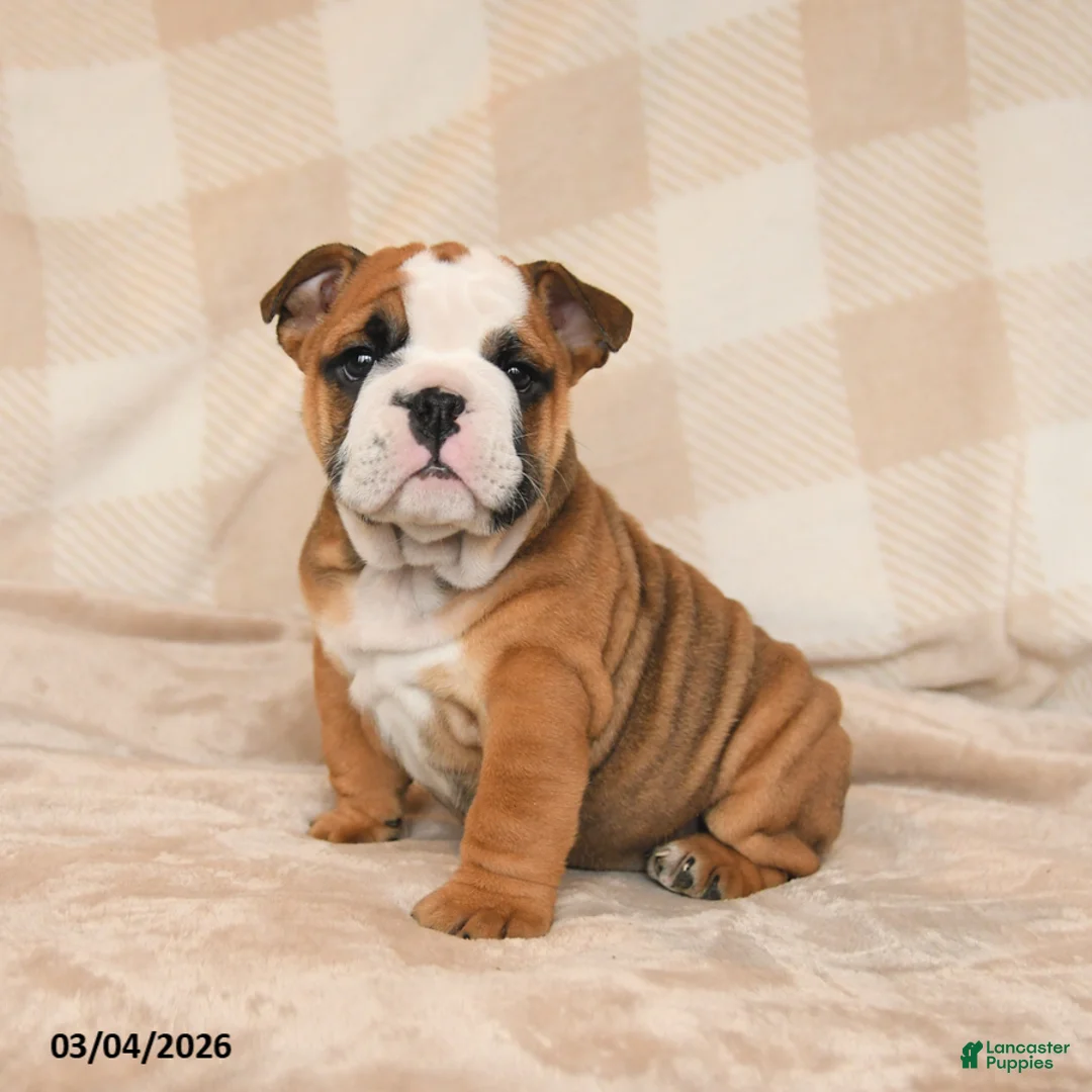 English Bulldog dogs for sale: Mandi - Ad 2