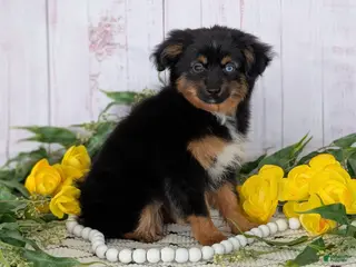 Toy Australian Shepherd dogs Brittlyn - Ad 1