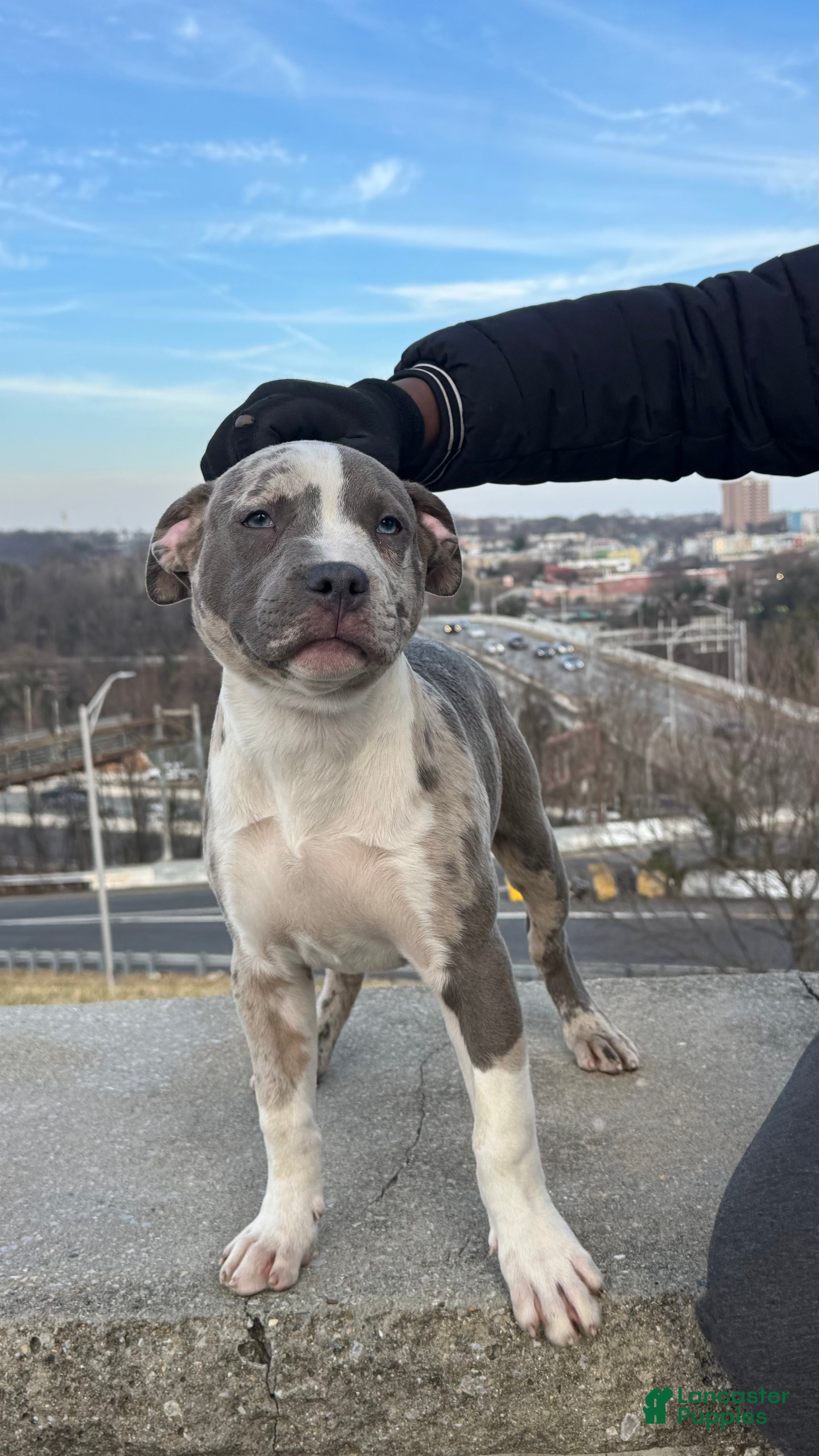 American Bully dogs Greyjoy  - Ad 2