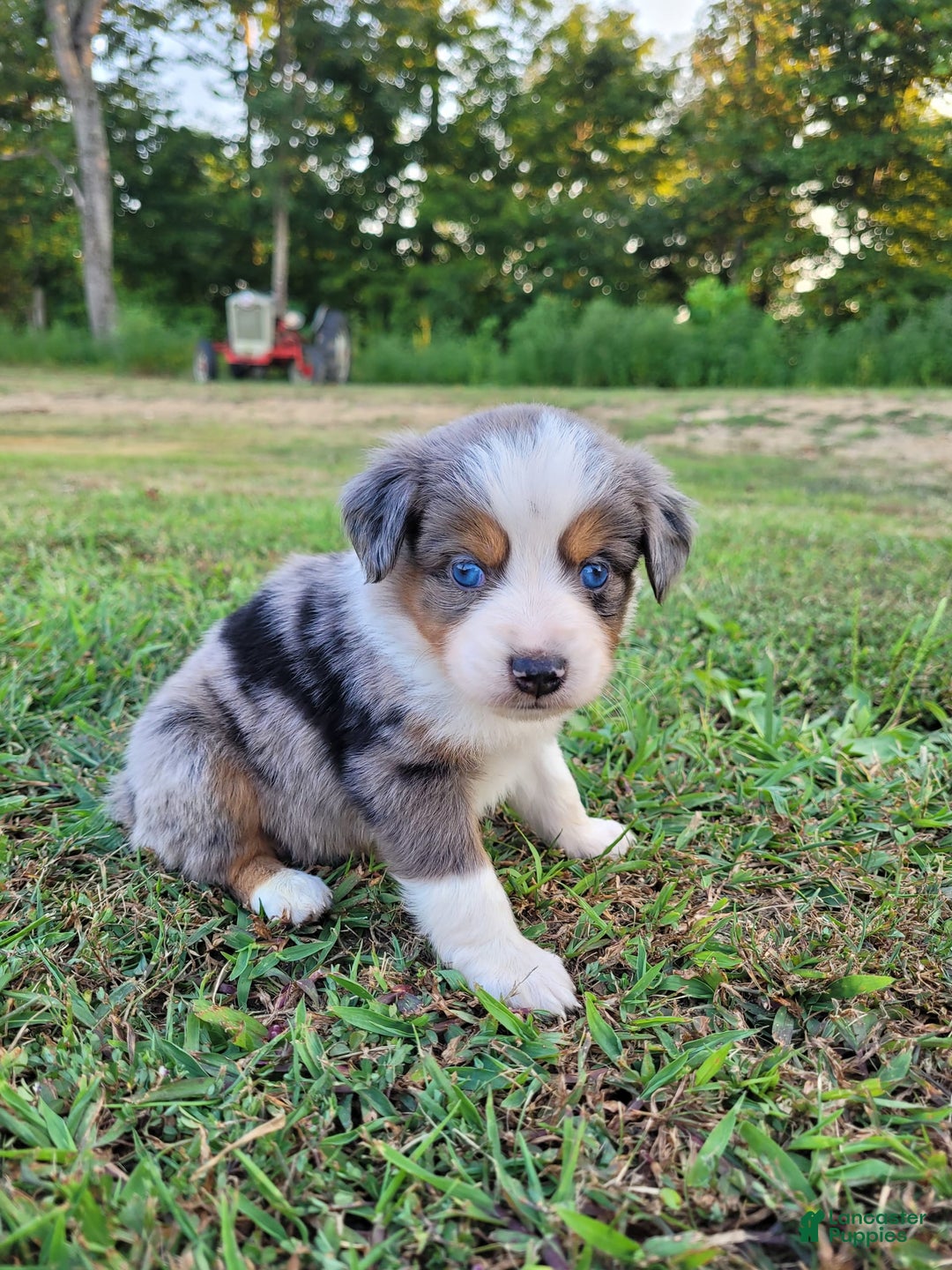 Best blue merle tri australian shepherd Flash Sales Tri color blue merle  aussie new arrivals, image size:1080x1440