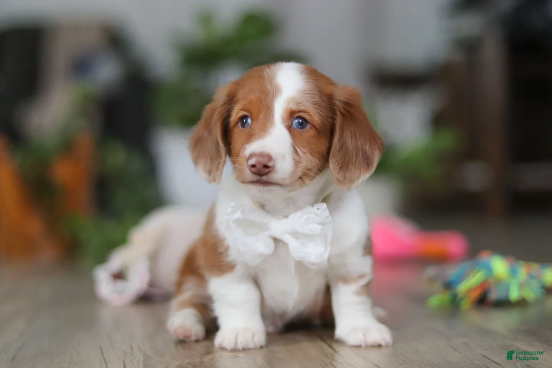 Miniature Dachshund dogs for sale: Luca - Ad 3