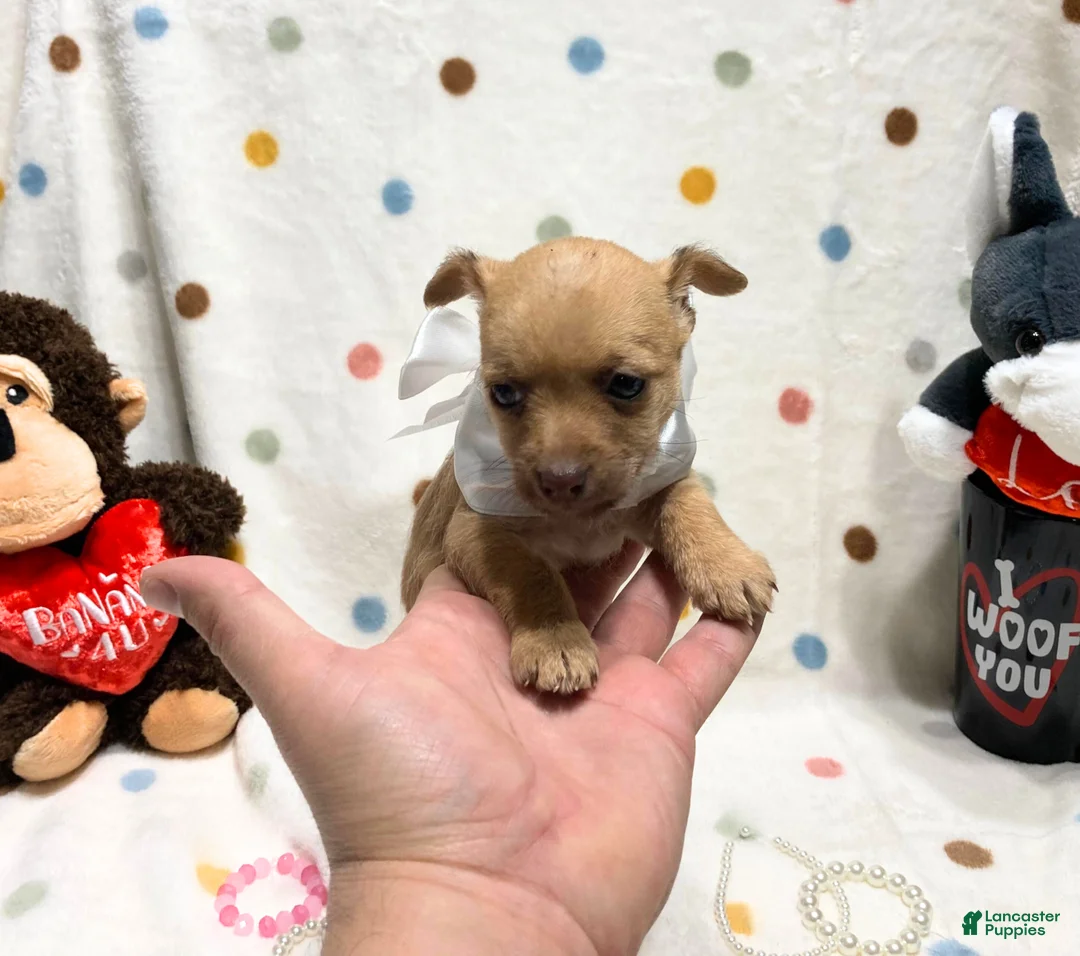 Chihuahua dogs for sale: Gigi - Ad 2